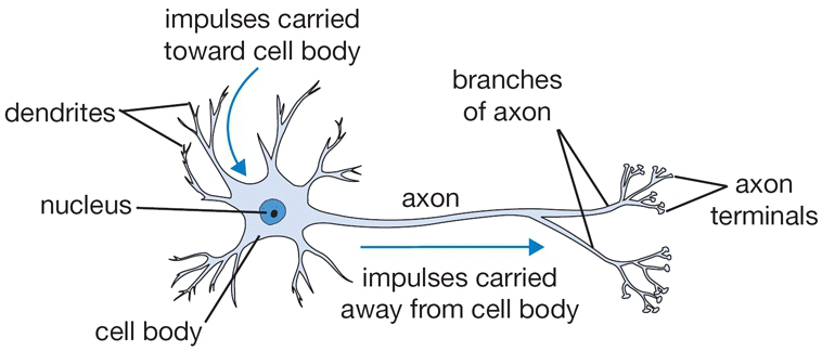 Neuron Depiction - Biological Bases of Behavior